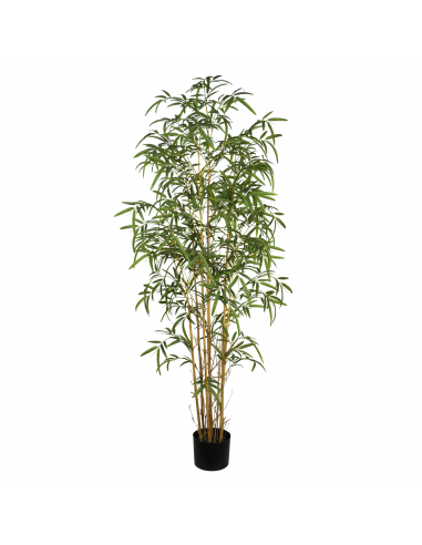 Planta bambú 200 cm
