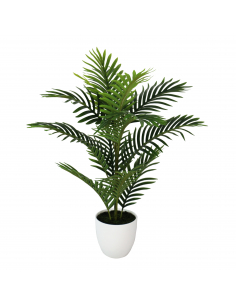 Planta kentia 75 cm 2