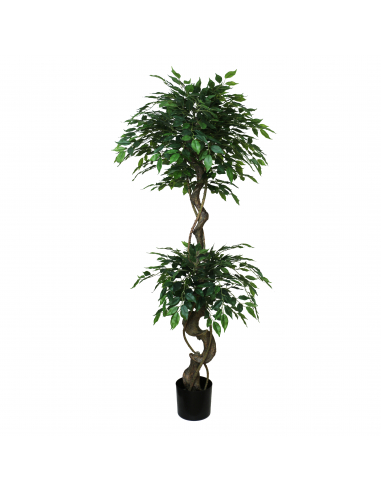 Planta ficus benjamín