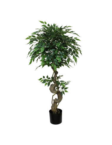 Planta ficus benjamín 120 cm