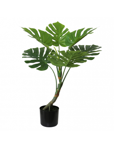 Planta Split Philo 85 cm