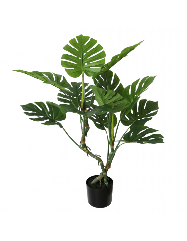 Planta Split Philo 110 cm