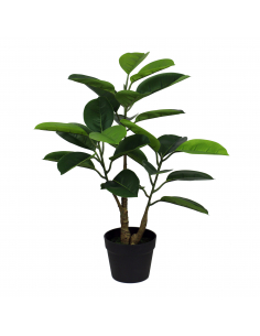 Planta ficus verde 75 cm 2