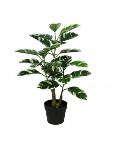 Planta ficus bicolor 75 cm 2