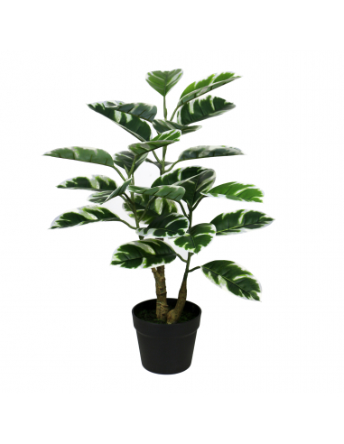 Planta ficus bicolor 75 cm