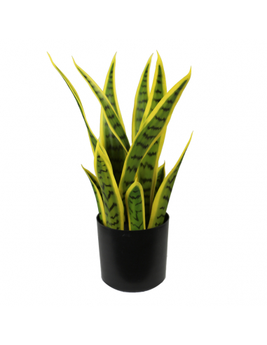 Planta sansevieria bicolor 42 cm