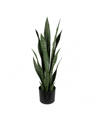 Planta sansevieria 75 cm