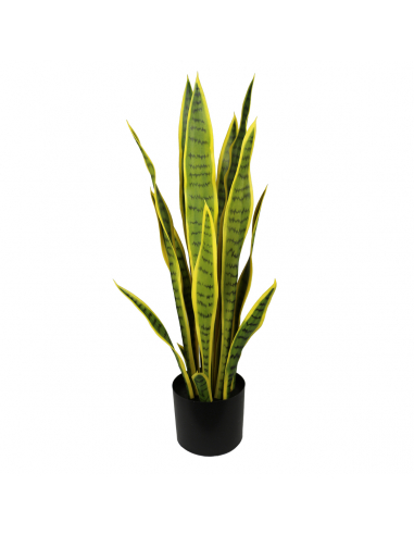 Planta sansevieria bicolor 75 cm