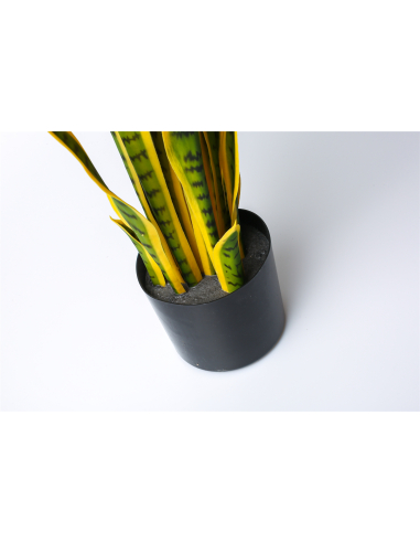 Planta sansevieria bicolor 75 cm