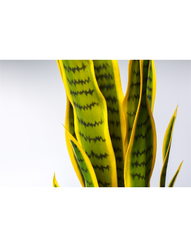 Planta sansevieria bicolor 75 cm