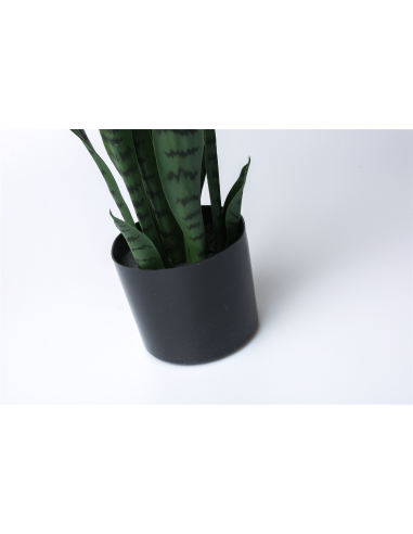Planta sansevieria 75 cm