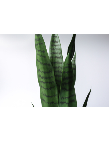 Planta sansevieria 75 cm