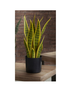Planta sansevieria bicolor...