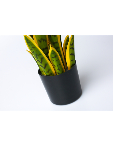 Planta sansevieria bicolor 42 cm