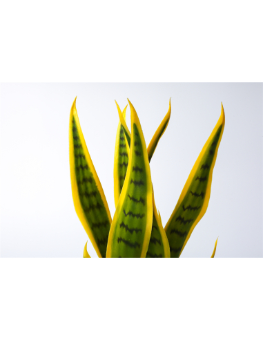 Planta sansevieria bicolor 42 cm
