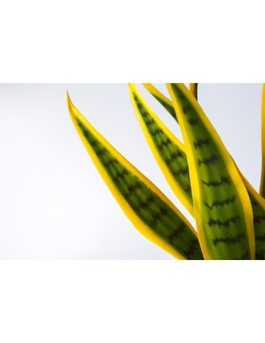 Planta sansevieria bicolor 42 cm