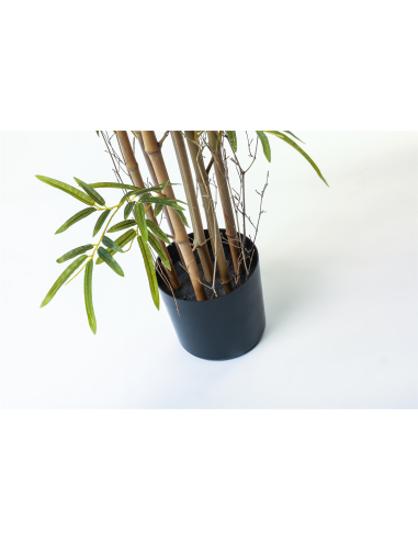 Planta bambú 200 cm