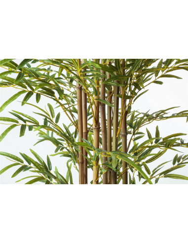 Planta bambú 200 cm