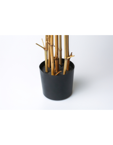 Planta bambú 220 cm Planta bambú 220 cm