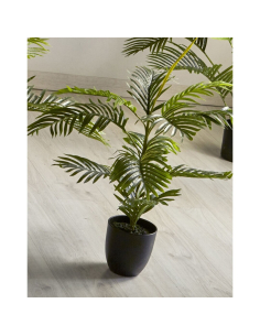 Planta kentia 75 cm