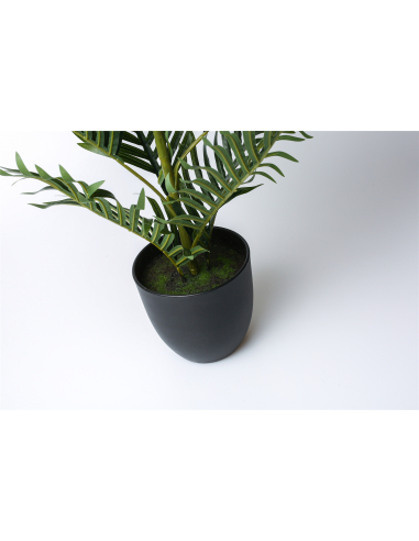 Planta kentia 75 cm