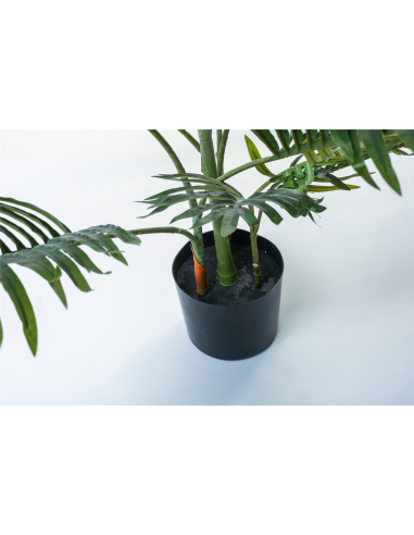 Planta kentia 140 cm