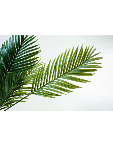 Planta kentia 140 cm