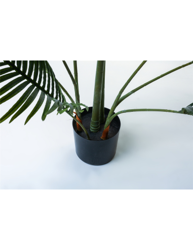 Planta kentia 180 cm