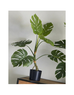 Planta Split Philo 85 cm