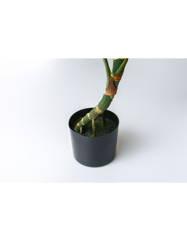 Planta Split Philo 85 cm