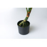 Planta Split Philo 85 cm | Kasas Decoración