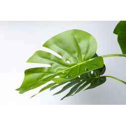 Planta Split Philo 85 cm | Kasas Decoración