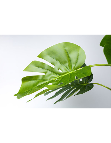 Planta Split Philo 85 cm