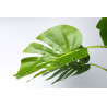 Planta Split Philo 85 cm | Kasas Decoración