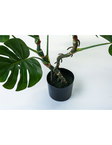 Planta Split Philo 110 cm
