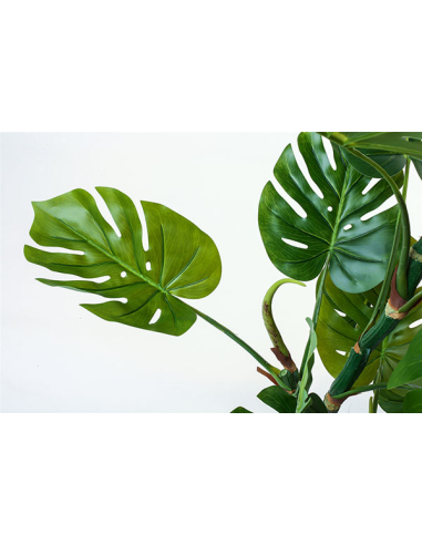 Planta Split Philo 110 cm