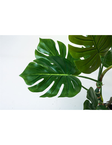 Planta Split Philo 140 cm