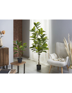 Planta ficus verde 75 cm