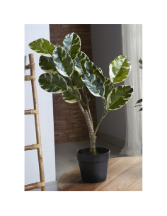 Planta ficus bicolor 75 cm
