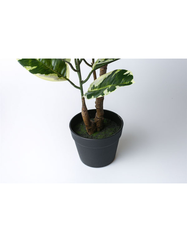 Planta ficus bicolor 75 cm