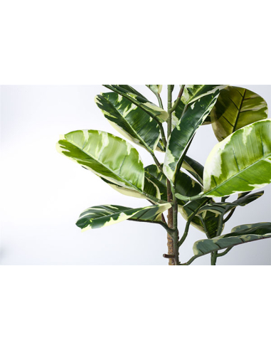 Planta ficus bicolor 75 cm