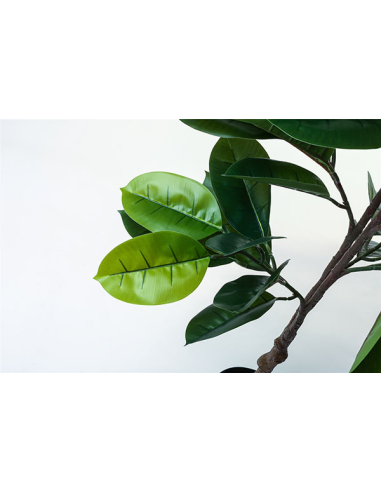 Planta ficus 170 cm
