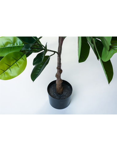 Planta ficus 170 cm