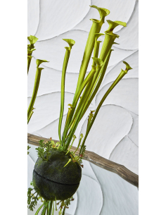 Planta artificial... 2