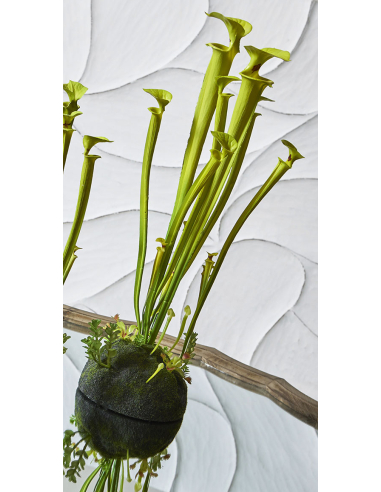 Planta artificial Sarracenia verde... Planta artificial Sarracenia verde...