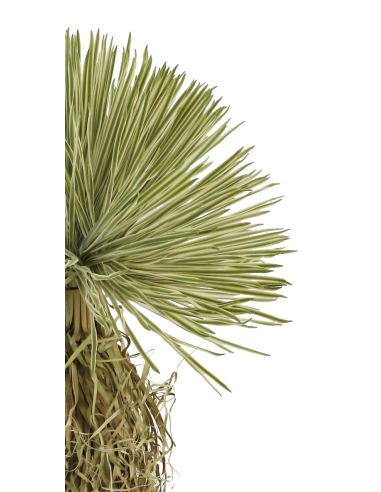 Árbol artificial Yucca rostrata tacto...
