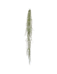 Arbusto colgante Tillandsia