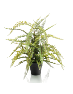 Helecho BOSTON de70 cm