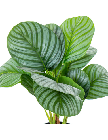Planta artificial calathea 50cm con 4...