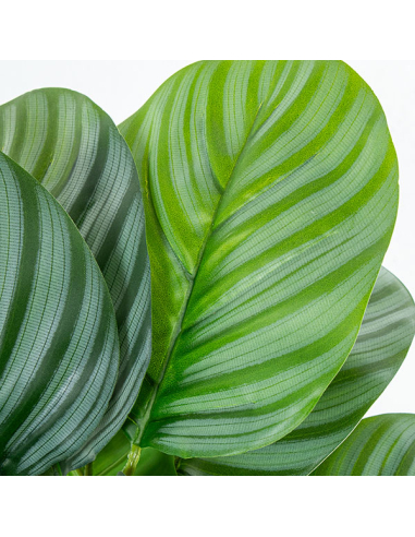 Planta artificial calathea 50cm con 4...